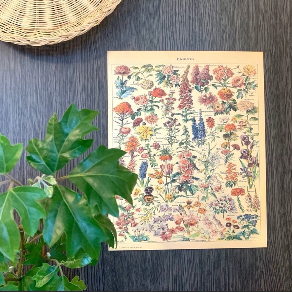 Vintage Scientific "Fleurs" (Flowers) French Floral Print 8x10 1/5 - Picture 7 of 7
